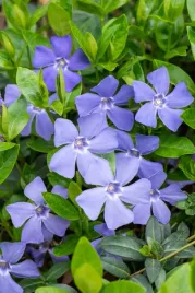 barwinek-pospolity-vinca-minor