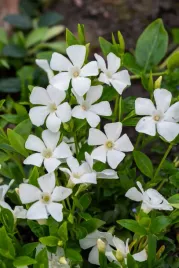 barwinek-pospolity-elisa-vinca-minor