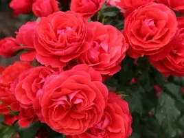 roza-rabatowa-czerwona-cherry-girl-piekne-kwiaty-do-ogrodu-p11