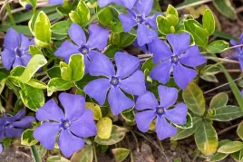 barwinek-wiekszy-variegata-vinca-major