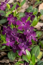 barwinek-pospolity-atropurpurea-vinca-minor
