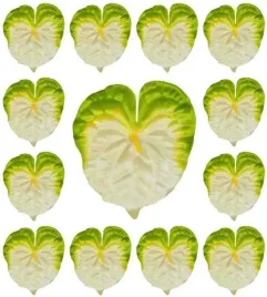 anturium-glowka-kwiat-dk-cream-green-12-sztuk