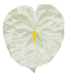 anturium-glowka-kwiat-cream