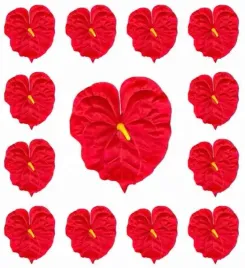 anturium-glowka-red-12-sztuk
