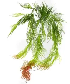 asparagus-galazka-wiszaca-trawa-red-bukiet-80-cm