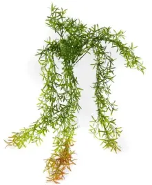 asparagus-galazka-wiszaca-trawa-bukiet-80-cm