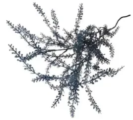 asparagus-galazka-trawa-77-cm-dk-blue