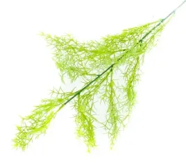 asparagus-galazka-trawa-65-cm-white