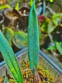 selliguea-albido-squamata-paproc-kolekcjonerska-do-terrarium-i-paludarium