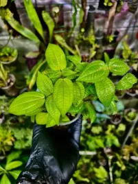 clidemia-hirta-tropikalny-krzew-lisciasty-do-terrarium-or-parrotplanet