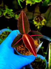 emblemantha-urnulata-veinless-pink-rozowa-roslina-tropikalna-do-terrarium