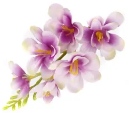 w138-frezja-miesista-glowka-kwiat-lilac-cream-gree