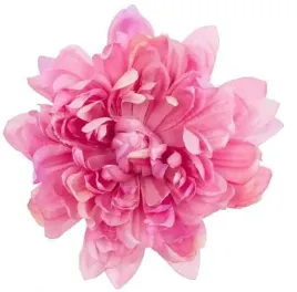 dalia-glowka-duza-piekny-kwiat-pink-purple