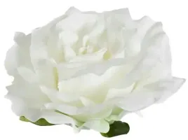 roza-satynowa-sliczna-glowka-rozwinietej-rozy-cream