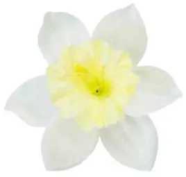 zonkil-glowka-cream-lt-yellow-sztuczne-kwiaty