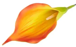 kalla-glowka-kwiat-z-pianki-kalia-orange