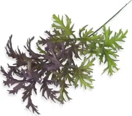 starzec-galazka-ozdobna-do-bukietow-violet-green