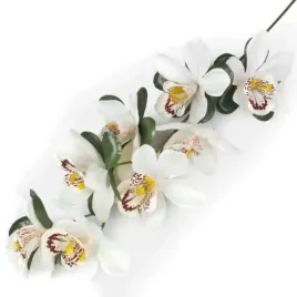 storczyk-galazka-cymbidium-cream-orchidea