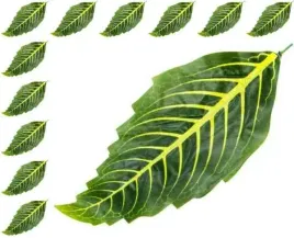 lisc-sanchezia-green-lt-green-sztuczne-liscie-12-sztuk