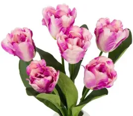 tulipan-papuzi-bukiet-7-kwiatow-white-purple