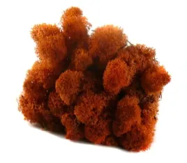 mech-ozdobny-chrobotek-reniferowy-50g-siena