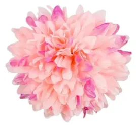 chryzantema-glowka-16-cm-kwiat-pink-purple