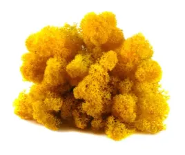 mech-ozdobny-chrobotek-reniferowy-50g-yellow