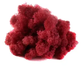 mech-chrobotek-reniferowy-50g-cyklamen