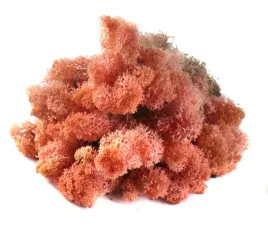 mech-chrobotek-reniferowy-50g-pink