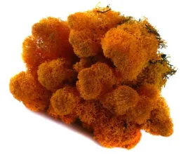 mech-chrobotek-reniferowy-50g-orange