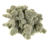 mech-chrobotek-reniferowy-200g-silver-wysokosc-produktu-20-cm