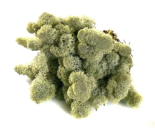 mech-chrobotek-reniferowy-200g-silver-szerokosc-produktu-10-cm