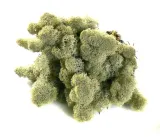 mech-chrobotek-reniferowy-200g-silver-szerokosc-produktu-10-cm