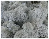 mech-chrobotek-reniferowy-200g-silver-kod-producenta-myflowers-pl