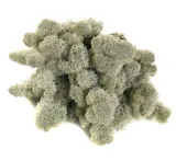 mech-chrobotek-reniferowy-200g-silver-stan-nowy-marka-myflowers
