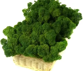 mech-ozdobny-chrobotek-reniferowy-200g-moss-green