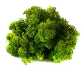 mech-ozdobny-chrobotek-reniferowy-50g-medium-green