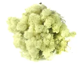 mech-ozdobny-chrobotek-reniferowy-50g-natural