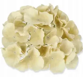 hortensja-glowka-satyna-cream-beige