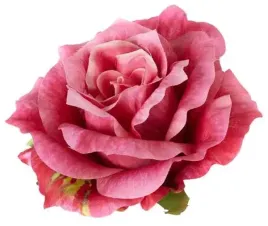 roza-satynowa-sliczna-glowka-rozwinietej-rozy-dk-pink