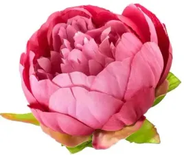 peonia-glowka-wyrobowa-piwonia-kwiat-purple