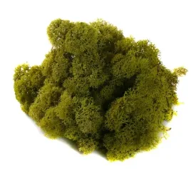 mech-ozdobny-chrobotek-reniferowy-50g-olive-green
