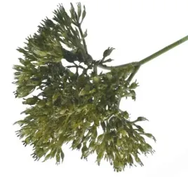 czosnek-galazka-ozdobna-dodatek-do-bukietow-green