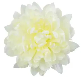 dalia-glowka-duza-piekny-kwiat-cream