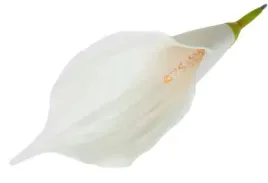 kalla-glowka-kwiat-z-pianki-kalia-white