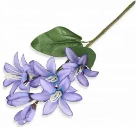 forsycja-galazka-z-listkami-violet