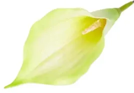 kalla-glowka-kwiat-z-pianki-kalia-green