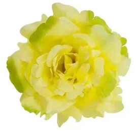 roza-satynowa-duza-sliczna-glowka-yellow-green