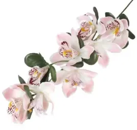 storczyk-galazka-cymbidium-pink-cream-orchidea