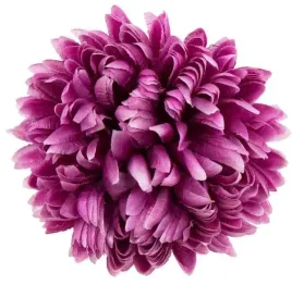 chryzantema-ananas-glowka-14-cm-kwiat-lt-purple